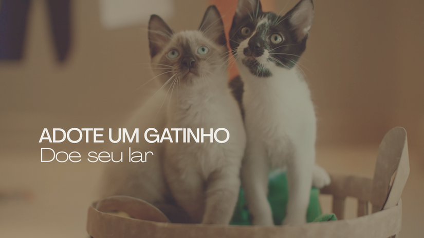 Adote um Gatinho